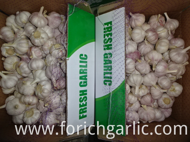 Normal Garlic Fresh Crop 2019